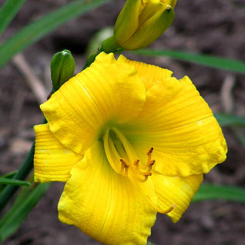 Лилейник гибридный Техас Санлайт/Hemerocallis hybridа Texas Sunlight Р1,5