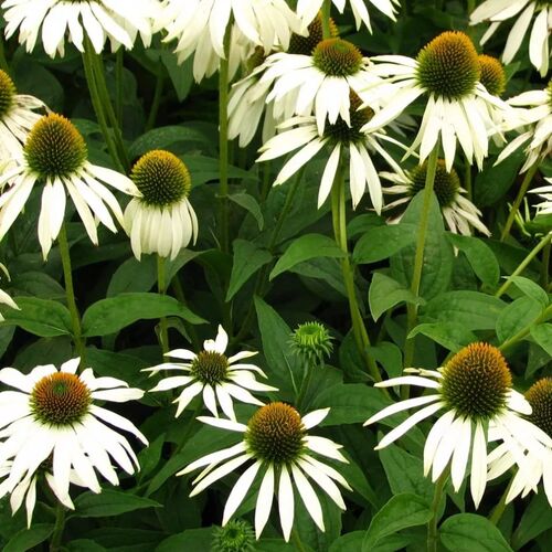 Эхинацея пурпурная Уйат Свон/Echinacea purpurea White Swan Р1,5