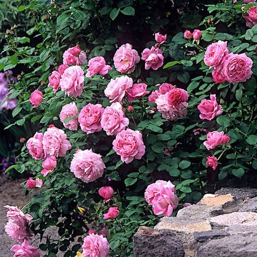 Роза шраб Мэри Роуз/Mary Rose (Austin) C6