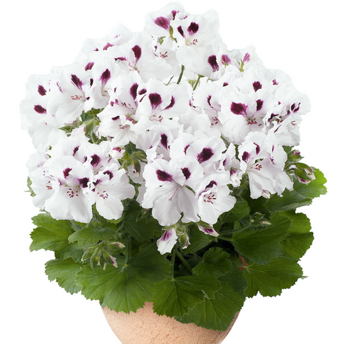 Пеларгония королевская Аристо Уайт виз Ай/Pelargonium grandiflorum Aristo White with Eye