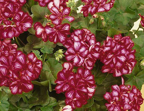 Пеларгония плющелистная Тоскана Никс/Pelargonium peltatum Toscana Nixe Р1