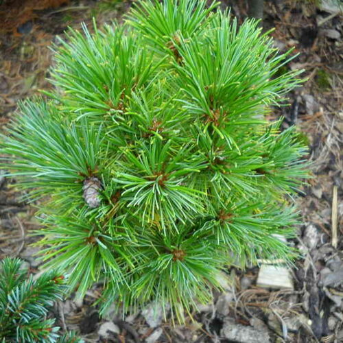 Сосна румелийская Арлекин/Pinus peuce Harlekin 15-20 С3