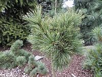 Сосна кедровая стланиковая Вохла/Pinus pumila Wohla 30-40 C7,5