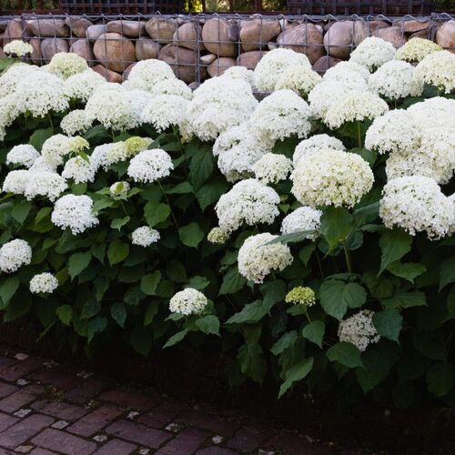 Гортензия древовидная Шип Клауд/Hydrangea arborescens Sheep Cloud С3