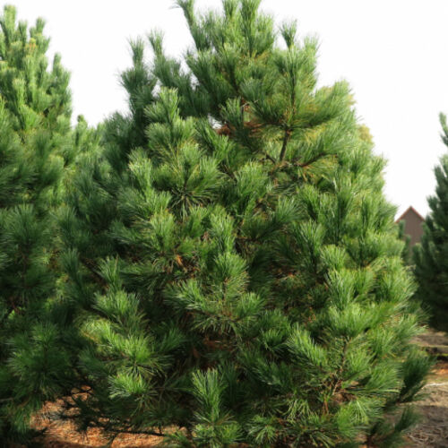 Сосна румелийская/Pinus peuce 160-180 В