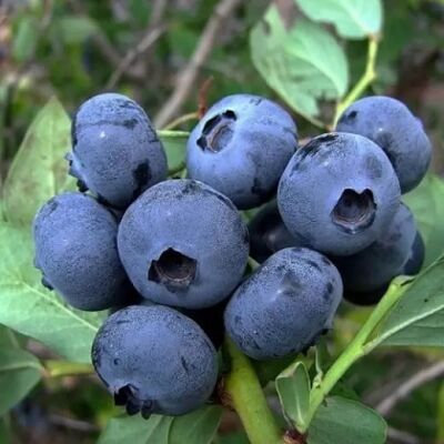 Голубика высокорослая Хардиблю/Vaccinium corymbosum HardyBlue (3-х летняя) С7,5