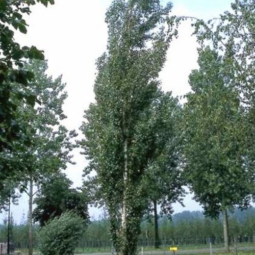 АКЦИЯ Береза повислая Обелиск/Betula pendula Obelisk 180-200 С10