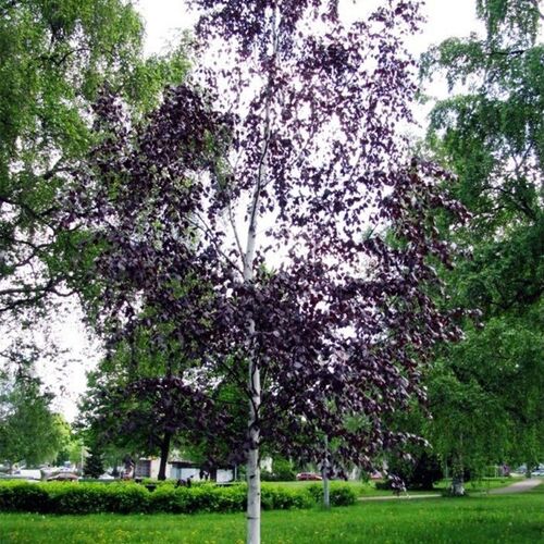 АКЦИЯ Береза повислая Пурпурея/Betula pendula Purpurea 100-120 С7,5