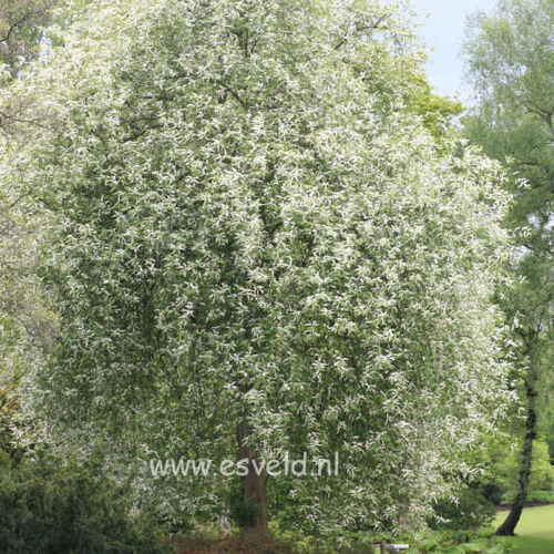 АКЦИЯ Черемуха обыкновенная Ватерери/Prunus padus Watereri 175-200 С15