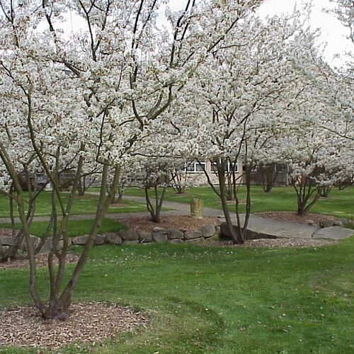 АКЦИЯ Ирга канадская (Ламарка) Рэйнбоу Пилар/Amelanchier canadensis (Lamarckii)Rainbow Pillar 140-150 C10