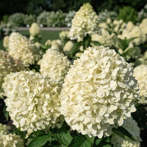 Гортензия метельчатая Коттон Крим/Hydrangea paniculata Cotton Cream 60-80 С20